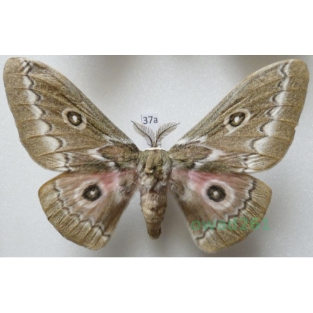 Gonimbrasia tyrrhea (Cramer, 1775) male ex. ovo South Africa 97mm37a